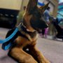 Frankie Berger Dog Training