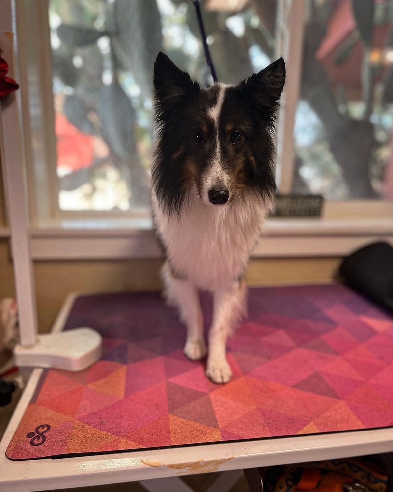 DOGGONE PURRRFECT PET SITTING & DOGGIE DAY CARE Updated October 2024 54 Photos & 17