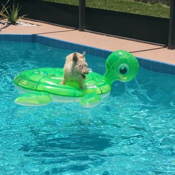 Reef Plus Pools - Teddy enjoying the clean pool on his favorite floatie :) Thanks Reef Plus Pools! - Pool Cleaners Near Me - Indian Harbour Beach, Florida Reef Plus Pools - Teddy enjoying the clean pool on his favorite floatie :) Thanks Reef Plus Pools! - Pool Cleaners Near Me - Indian Harbour Beach, Florida