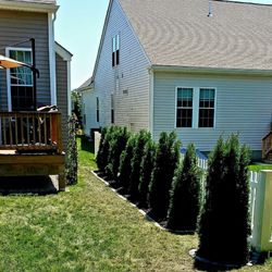Ideal Irrigation & Nightscape - Arborvitae that we asked Ideal Irrigation to install for us last week.  Terrific job !