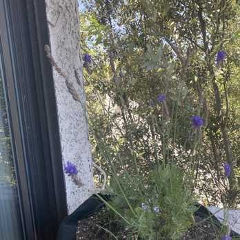 Topanga Nursery - Lavender plant from Topanga Nursery - Nurseries & Gardening Near Me - Chatsworth, California Topanga Nursery - Lavender plant from Topanga Nursery - Nurseries & Gardening Near Me - Chatsworth, California