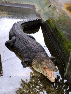 Palawan Wildlife Rescue and Conservation Center (Crocodile Farm) by null