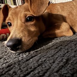 My new puppy My new puppy