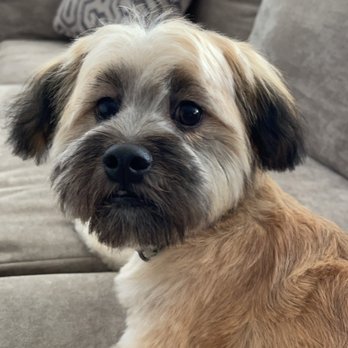 Dog Grooming by Michael  - After - Pet Groomers Near Me - Carrollton , Texas