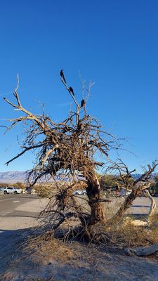 Furnace Creek Campground by null