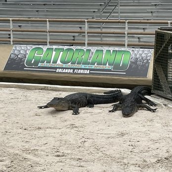 Gatorland - Gator show - Zoos Near Me - Orlando, Florida Gatorland - Gator show - Zoos Near Me - Orlando, Florida