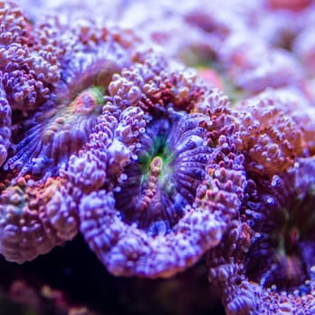 City Pets - Some kind of Acan. - Pet Stores Near Me - Houston, Texas City Pets - Some kind of Acan. - Pet Stores Near Me - Houston, Texas