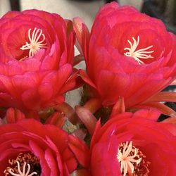 Bach's Cactus Nursery