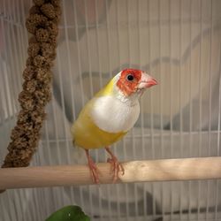 Fine Feathered Friends Foundation