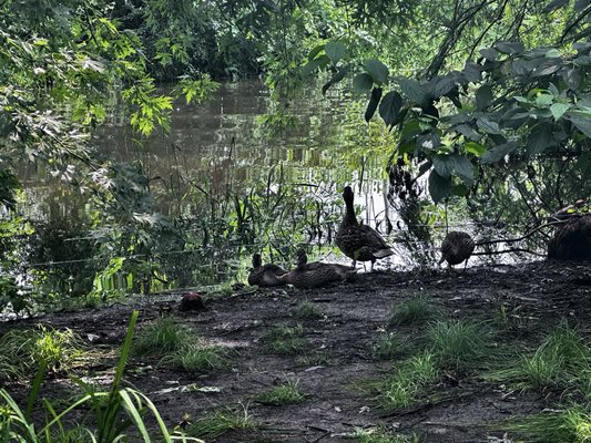 Olbrich Botanical Gardens by null