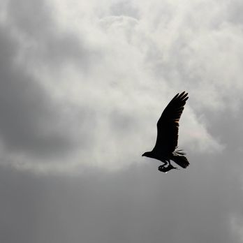 Bathtub Reef Beach - Osprey with Fish - Beaches Near Me - Stuart, Florida