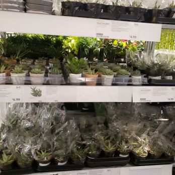 IKEA - Real plants - Furniture Stores Near Me - Houston, Texas