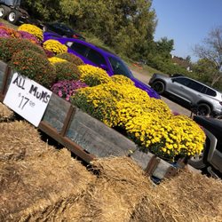 Sullivan Farms STL - All the beautiful Hardy Mums are $17.00