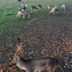 Schlosspark Putbus - Am Wildgehege.