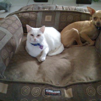 Compassion 4 Paws Veterinary Healing Center - Veterinarians Near Me - Grand Ledge, Michigan Compassion 4 Paws Veterinary Healing Center - Veterinarians Near Me - Grand Ledge, Michigan