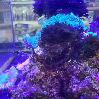 The Love Aquarium - Aquarium Services Near Me - Escondido, California The Love Aquarium - Aquarium Services Near Me - Escondido, California