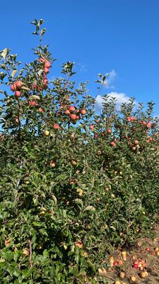 DuBois Farms by null