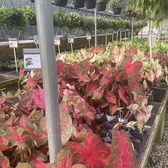 Big Bloomers Flower Farm - Lk at the selection! - Nurseries & Gardening Near Me - Sanford, North Carolina Big Bloomers Flower Farm - Lk at the selection! - Nurseries & Gardening Near Me - Sanford, North Carolina