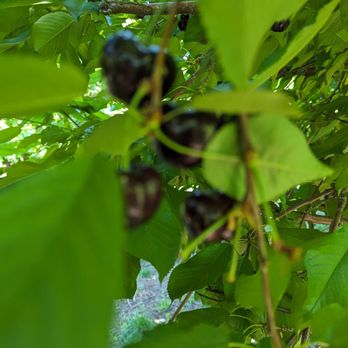 Papa's U-Pick Cherries - Still plenty! - Pick Your Own Farms Near Me - Brentwood, California Papa's U-Pick Cherries - Still plenty! - Pick Your Own Farms Near Me - Brentwood, California