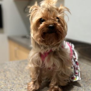 Cats & Dogs Animal Hospital on Yelp