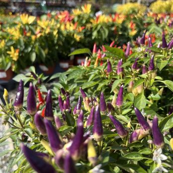 Mahoney's Garden Center - Nurseries & Gardening Near Me - Brighton, Massachusetts
