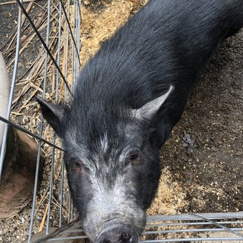 Ross Mill Farm - Such sweet little piggies - Pet Adoption Near Me - Rushland, Pennsylvania Ross Mill Farm - Such sweet little piggies - Pet Adoption Near Me - Rushland, Pennsylvania