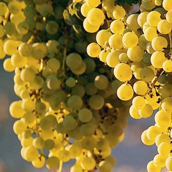 West Coast Grapes - a bunch of grapes hanging from a vine - Wineries Near Me - San Francisco, California West Coast Grapes - a bunch of grapes hanging from a vine - Wineries Near Me - San Francisco, California