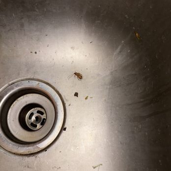 Ramsgate Apartments - Roaches in the sink - Apartments Near Me - Hopkins, Minnesota Ramsgate Apartments - Roaches in the sink - Apartments Near Me - Hopkins, Minnesota