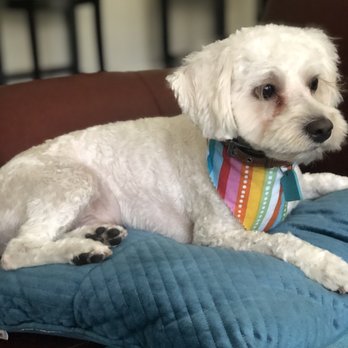 D Pet Hotels Austin - Teddy all groomed up! - Pet Groomers Near Me - Austin, Texas D Pet Hotels Austin - Teddy all groomed up! - Pet Groomers Near Me - Austin, Texas