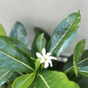 Quiora - The tiare on the balcony - Italian Near Me - Honolulu, Hawaii