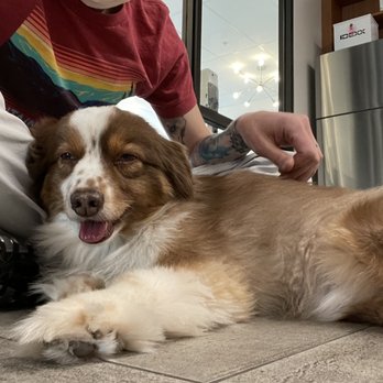 Veterinary Emergency Group - Lil Watson Man - Emergency Pet Hospital Near Me - San Ramon, California Veterinary Emergency Group - Lil Watson Man - Emergency Pet Hospital Near Me - San Ramon, California