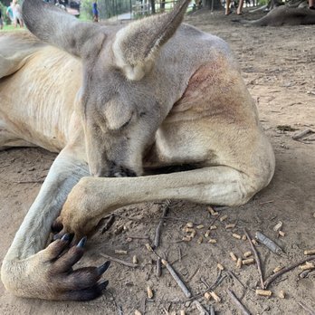Lone Pine Koala Sanctuary - Zoos Near Me - Fig Tree Pocket, QLD