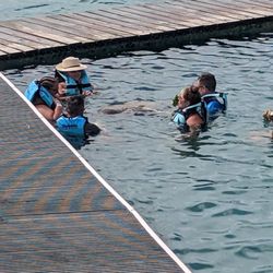 Dolphin Discovery Isla Mujeres - Manatees
