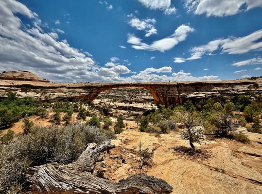 Natural Bridges National Monument by null