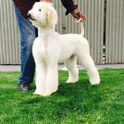 cat grooming salon near me