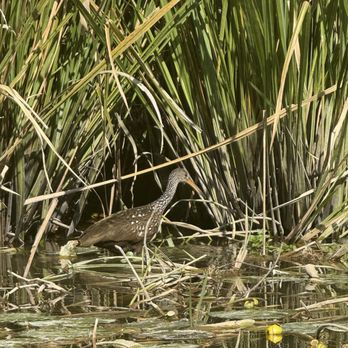 Cajun Encounters Tour Company - Wildlife in their habitat - Tours Near Me - Slidell, Louisiana
