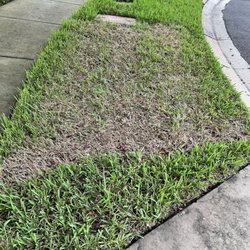 Luv-A-Lawn and Pest Control - Spray pattern in the lawn. You can see exactly where they stopped spraying.