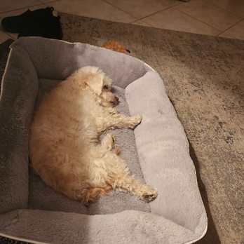 Paws R Us - Before. I thought she was this huge chubby baby. Who knew. We just adopted her. - Pet Groomers Near Me - Henderson, Nevada