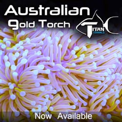 Titan Corals