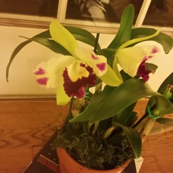 Rainbeau Orchids - Took this one home - Nurseries & Gardening Near Me - Alpharetta, Georgia