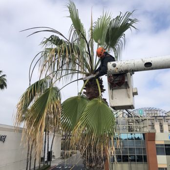 OC TREEWORX - Fan Palm Trimming - Tree Services Near Me OC TREEWORX - Fan Palm Trimming - Tree Services Near Me