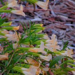 Janet Goeske Foundation & Senior Center - Nice landscaping...