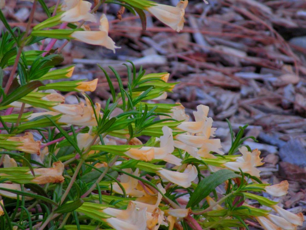 Janet Goeske Foundation & Senior Center Logo