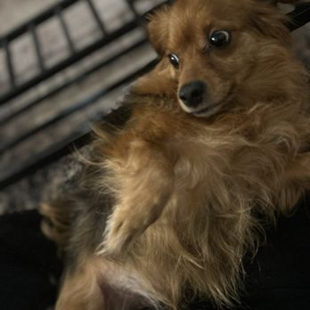 Petco - Duncan before the haircut - Pet Stores Near Me - Stockton, California