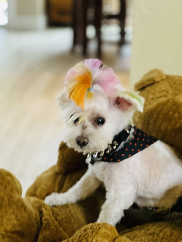iPet Grooming