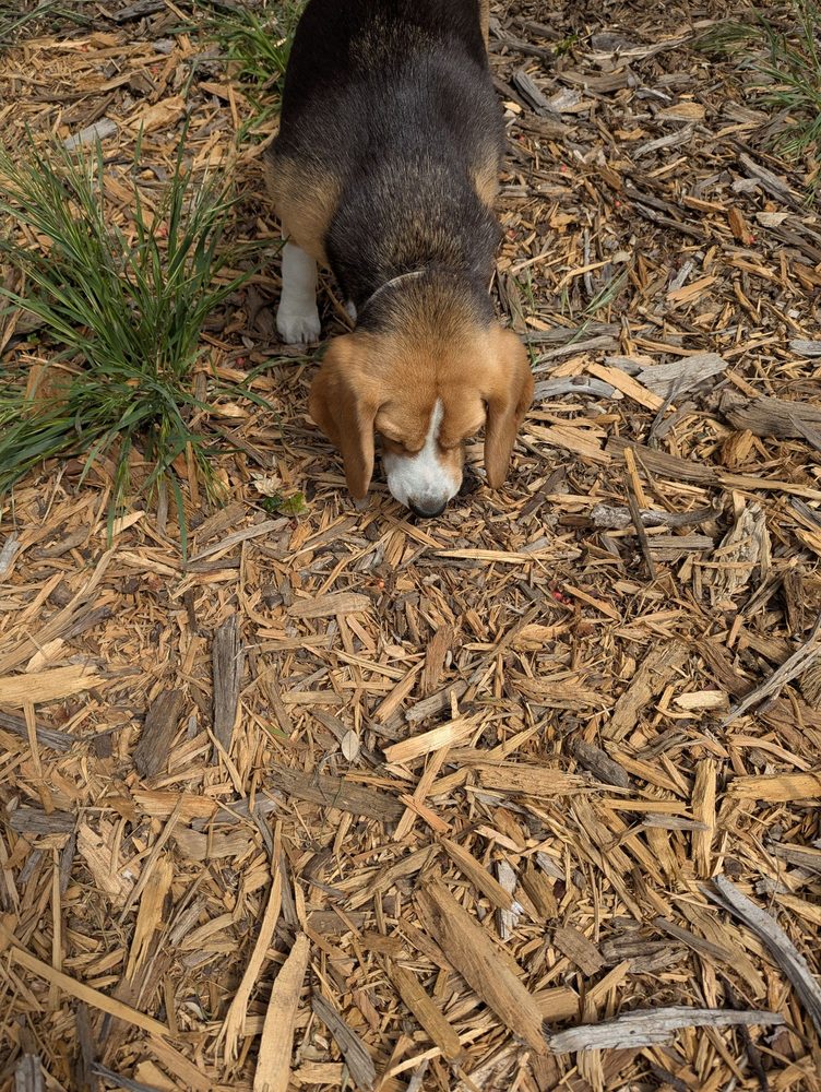St. Mary's Dog Play Area