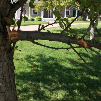 ULTRALawn - Snapped branch from mower. - Tree Services Near Me - Hiawatha, Iowa ULTRALawn - Snapped branch from mower. - Tree Services Near Me - Hiawatha, Iowa