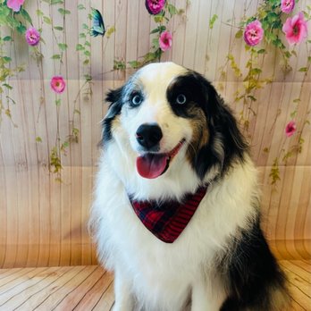 Bones & Bows Dog Grooming - Stark after being groomed! And they have bandanas! - Pet Groomers Near Me - Crown Point, Indiana