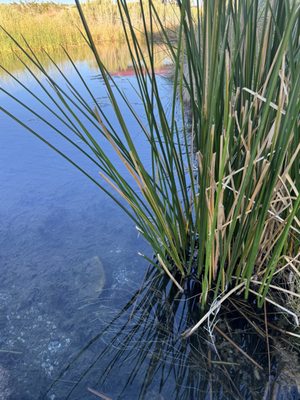 Lake Mead National Recreation Area by null