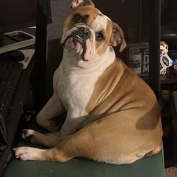 Peachtree Canine Hotel